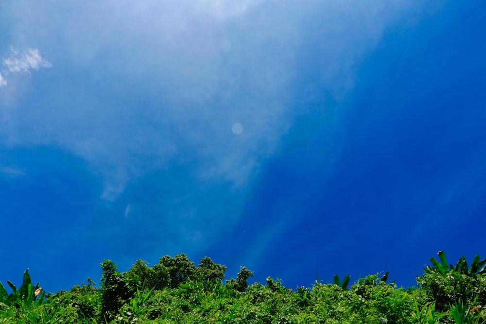 a blue sky above trees