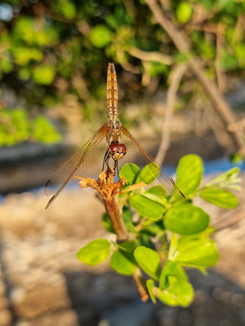 a dragonfly on a leaf