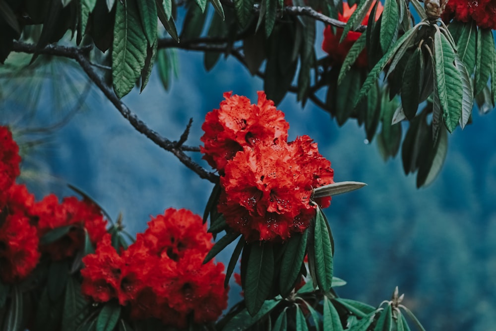 a close up of some flowers