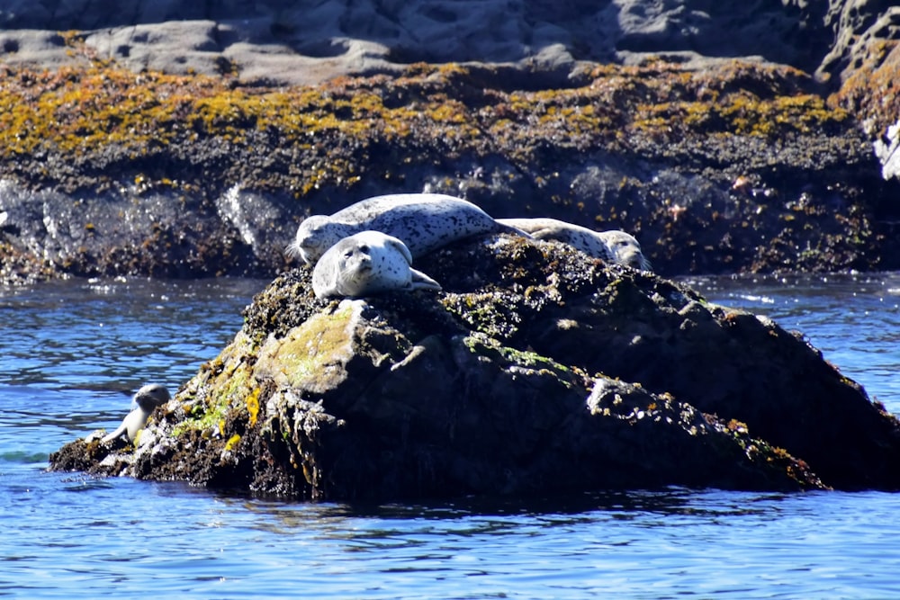 a seal on a rock in the water