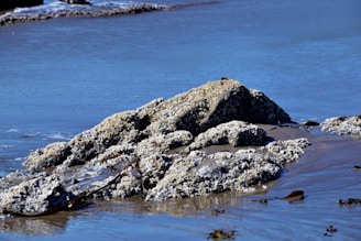 A rocky shoreline with patches of barnacles, seaweed, and wet sand is visible. The calm ocean water surrounds the rocks, with gentle waves lapping at the edges. The scene is natural and tranquil, highlighting the interaction between marine life and the coastal environment.