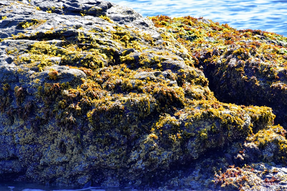 a rocky area with plants growing on it