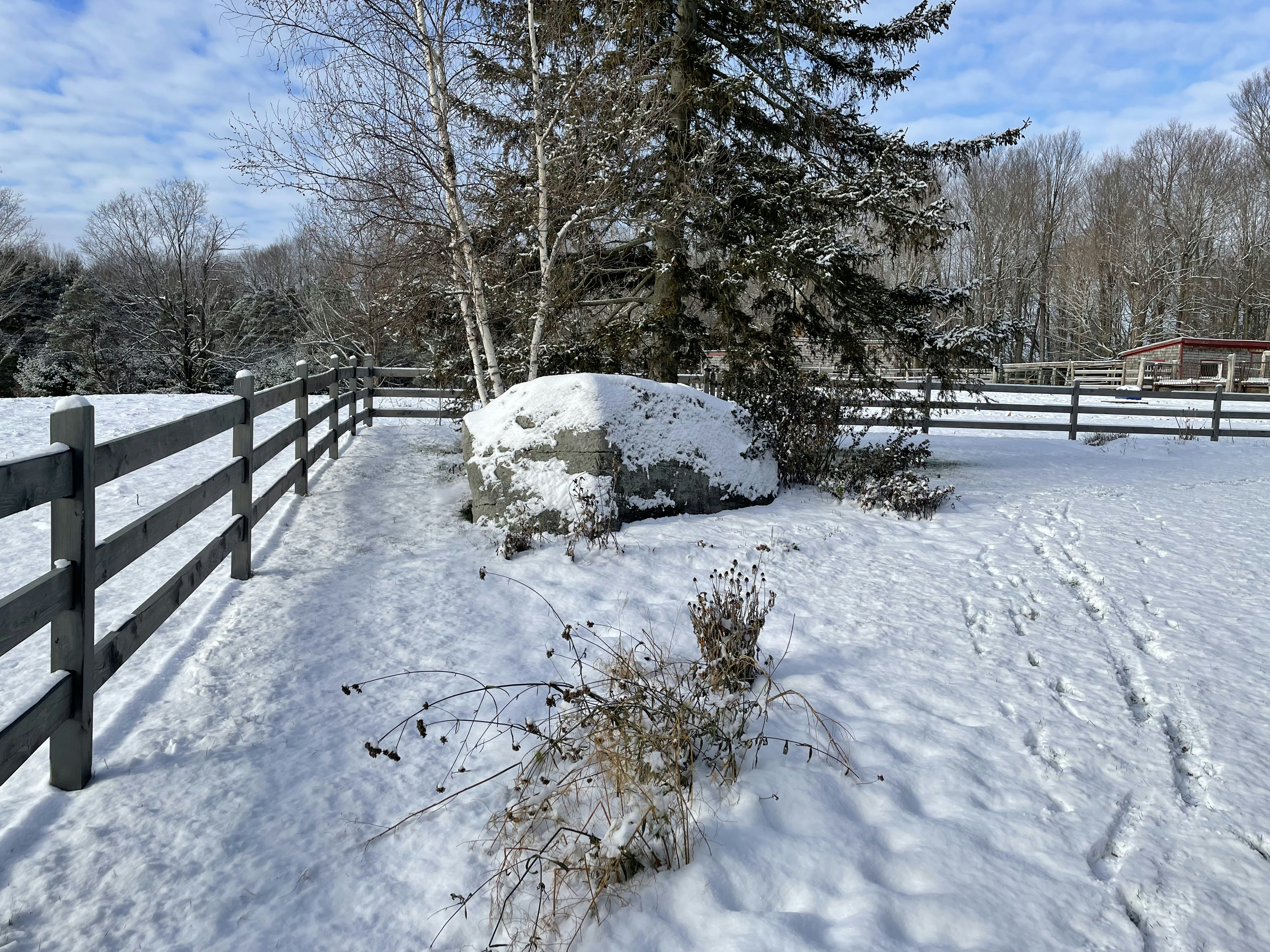 a snowy yard with a fence and trees