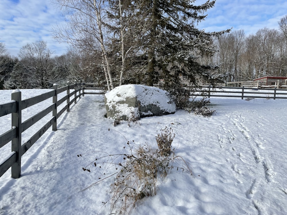 a snowy yard with a fence and trees