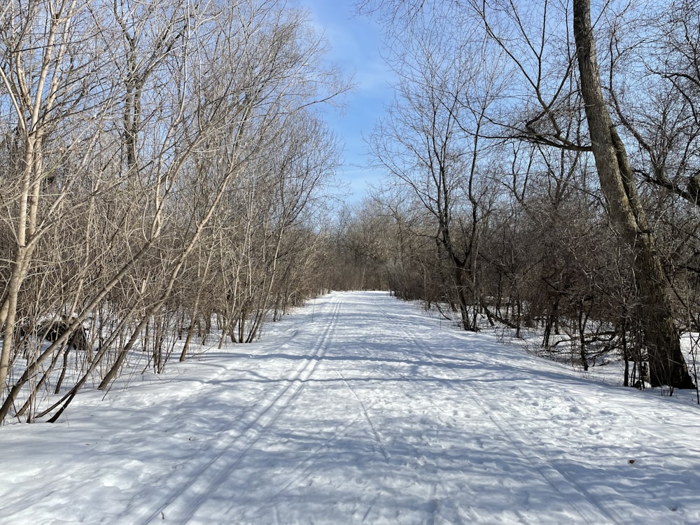 a snowy road with trees on either side of it