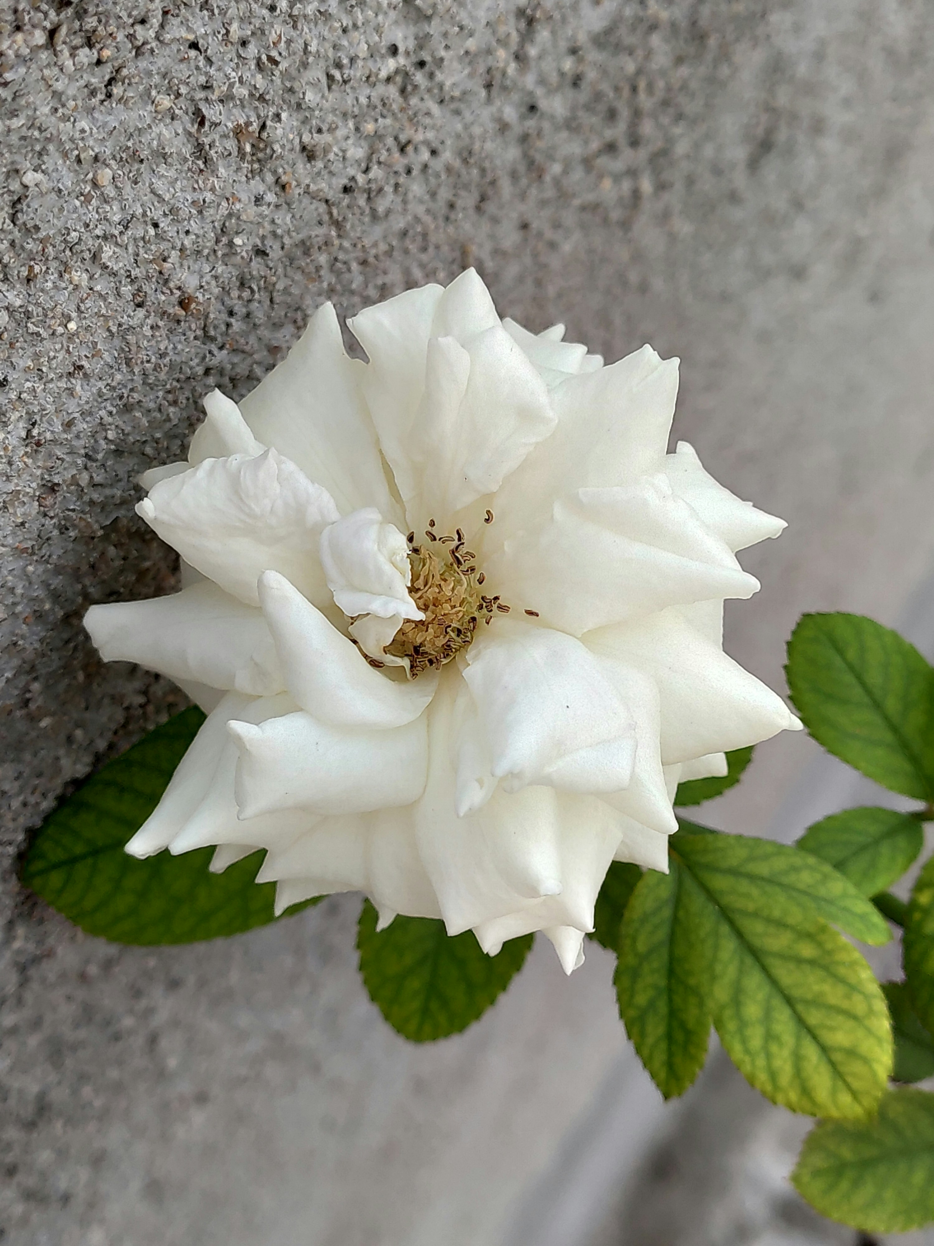 a white flower on a rock