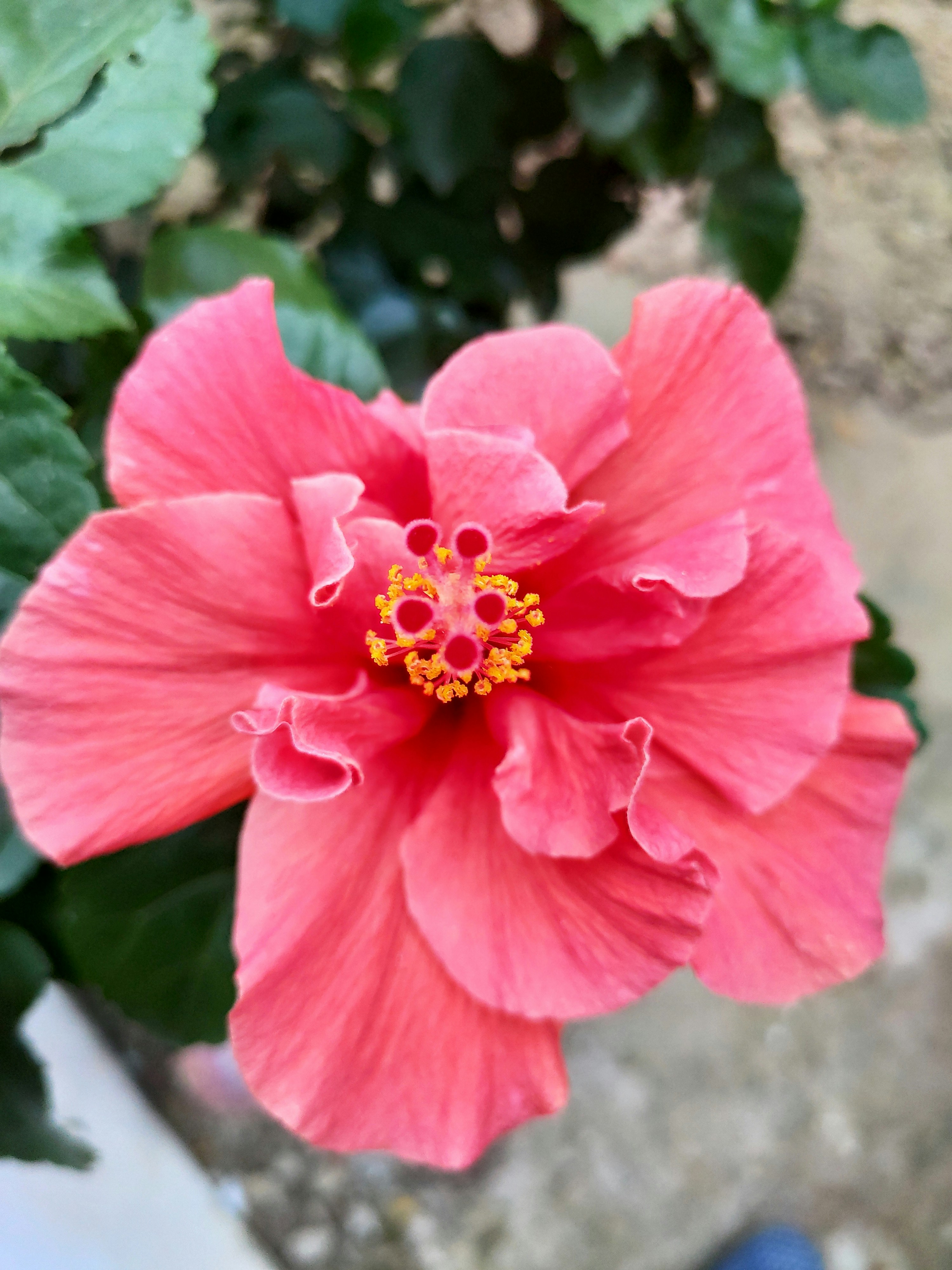 a pink flower with green leaves