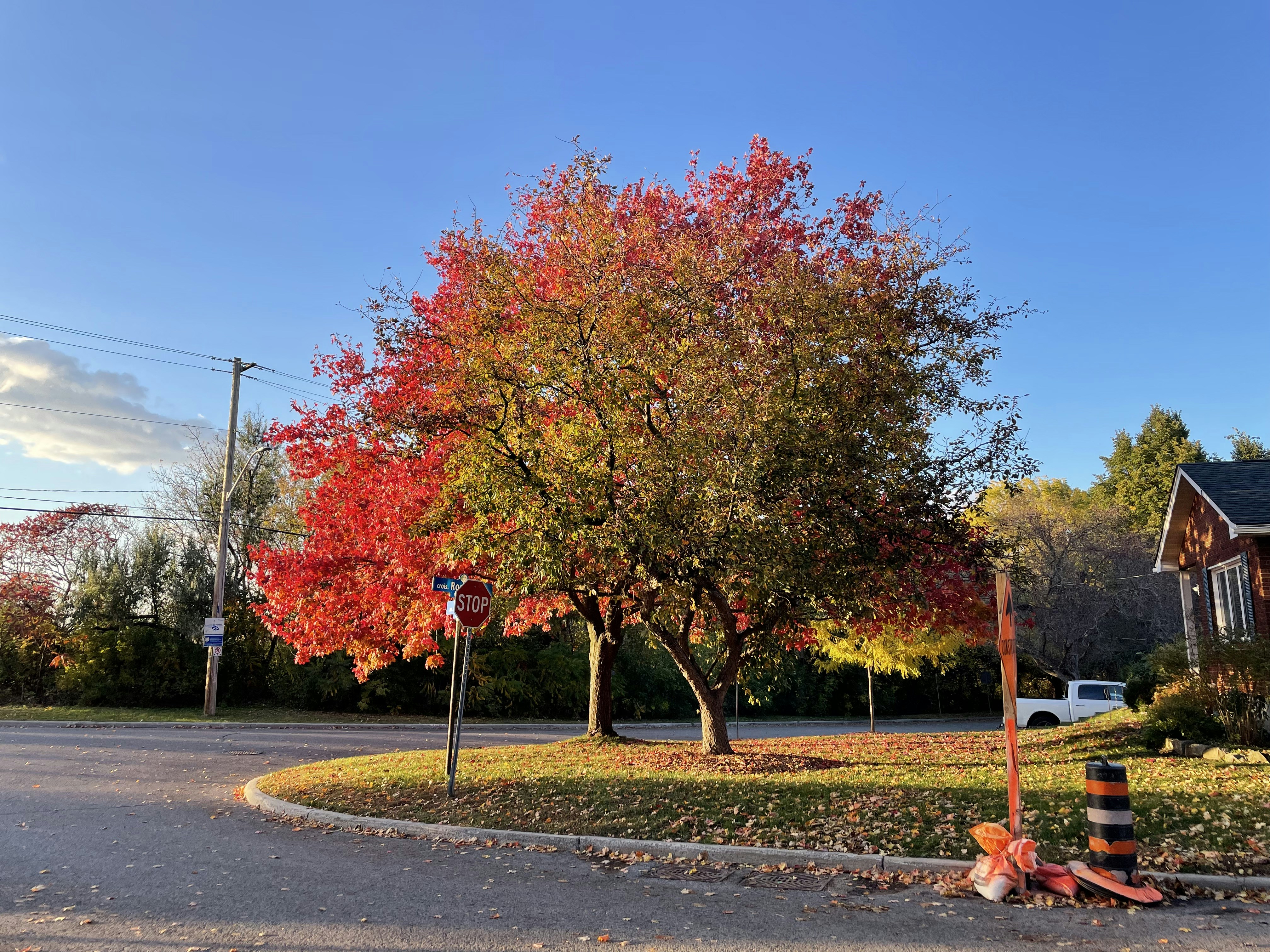 Photo by charliewarl