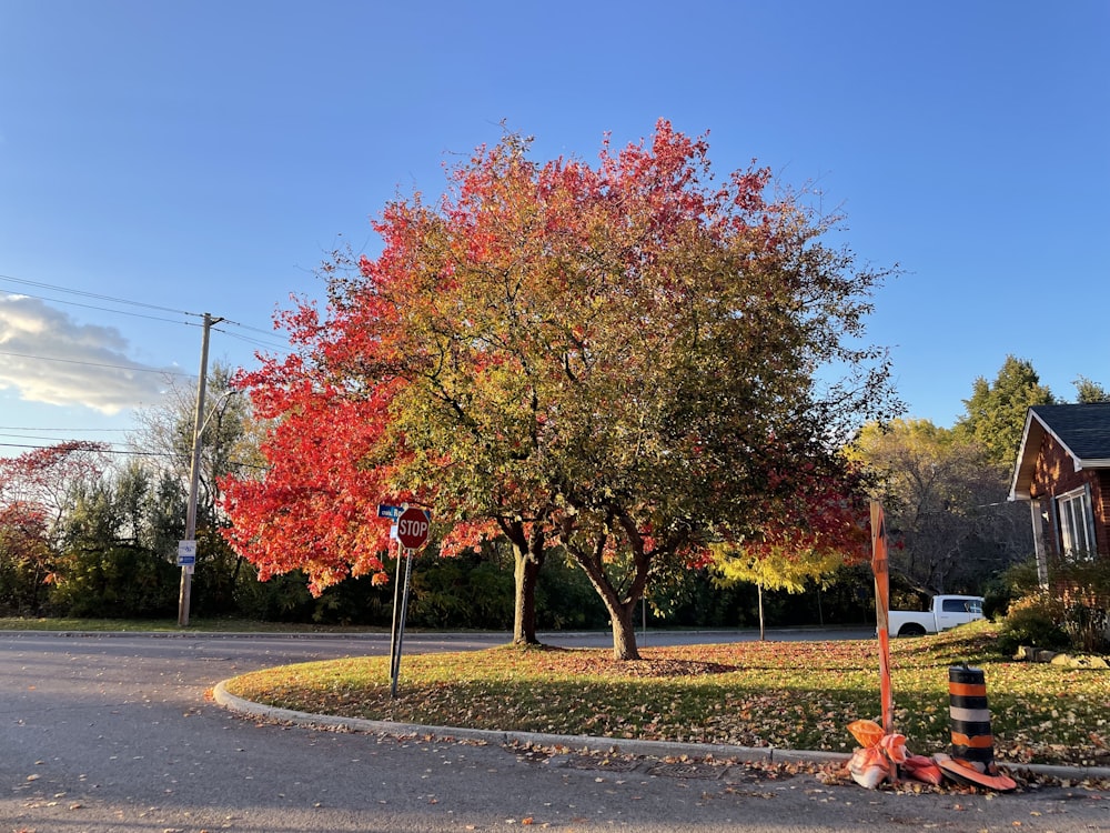 a tree with orange leaves