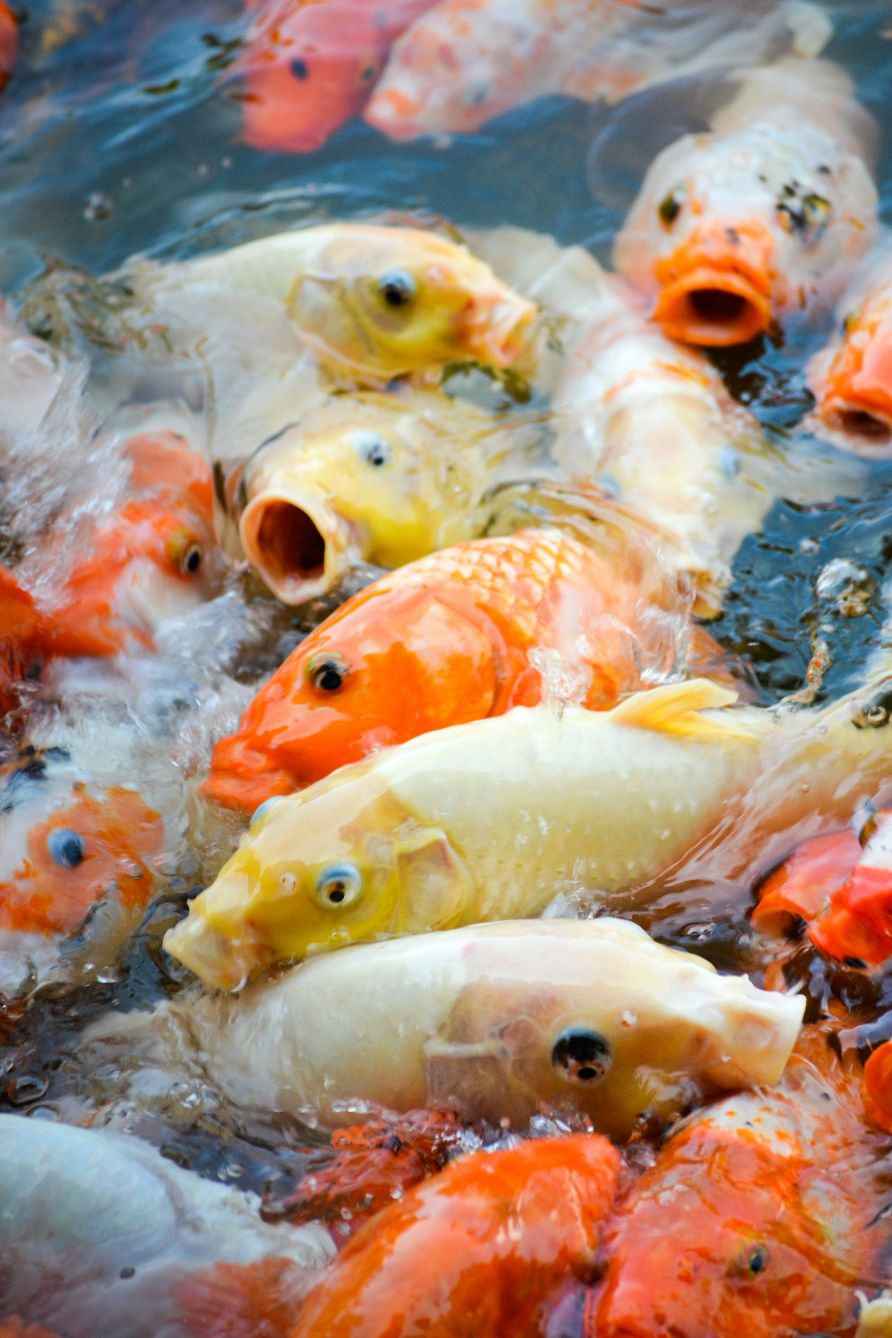 Photo by platova_lera