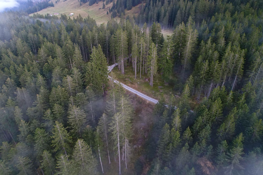 a river running through a forest