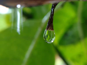 a drop of water on a leaf