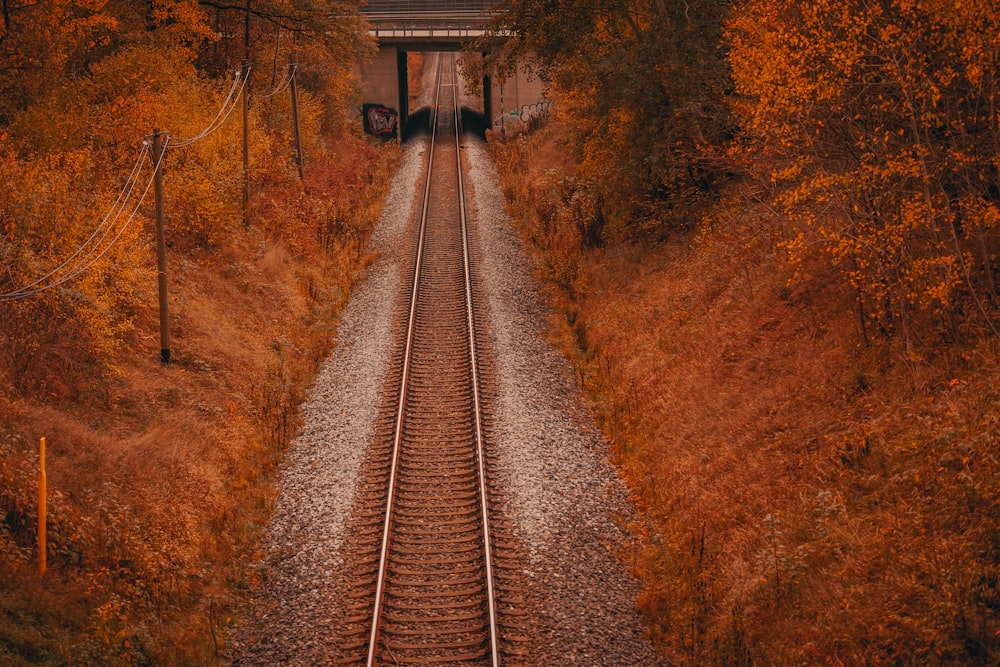 train tracks going through a forest