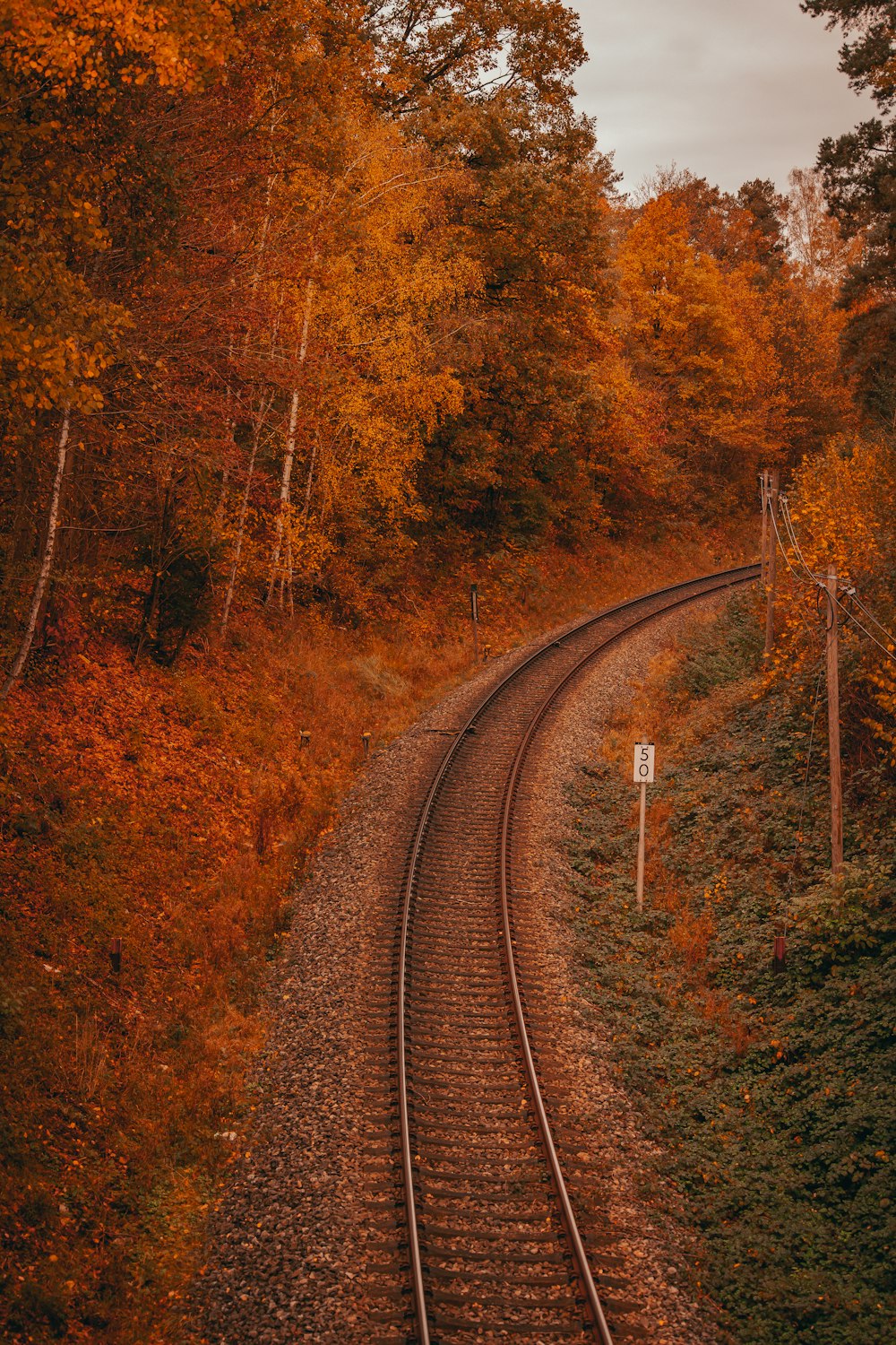 a train track going through a forest