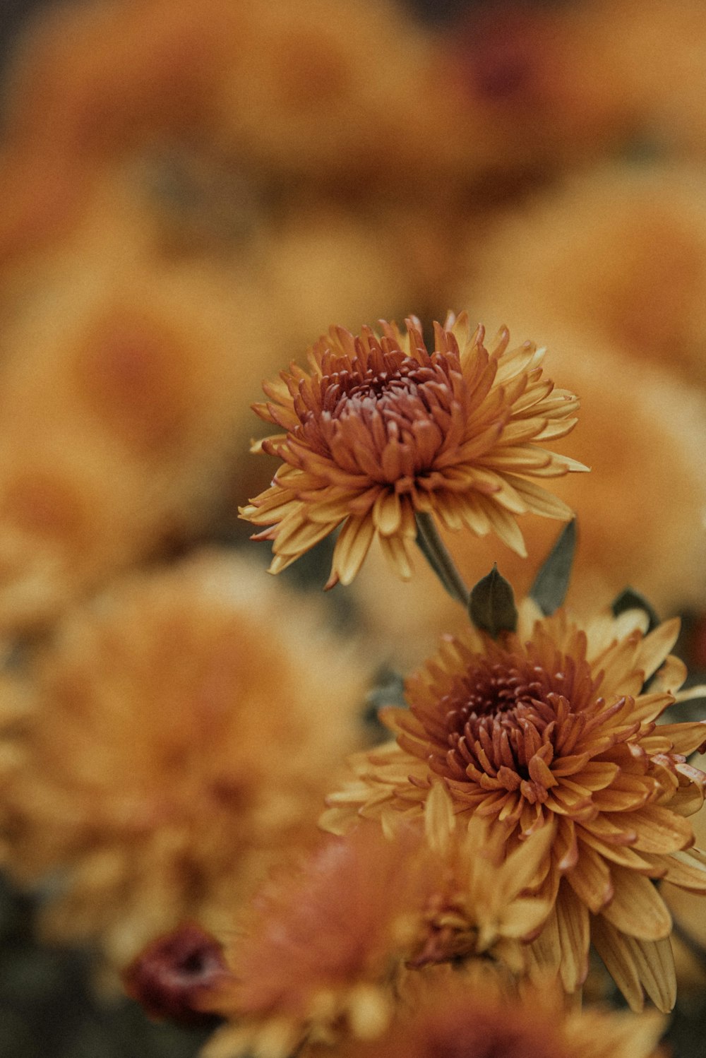 close up of flowers