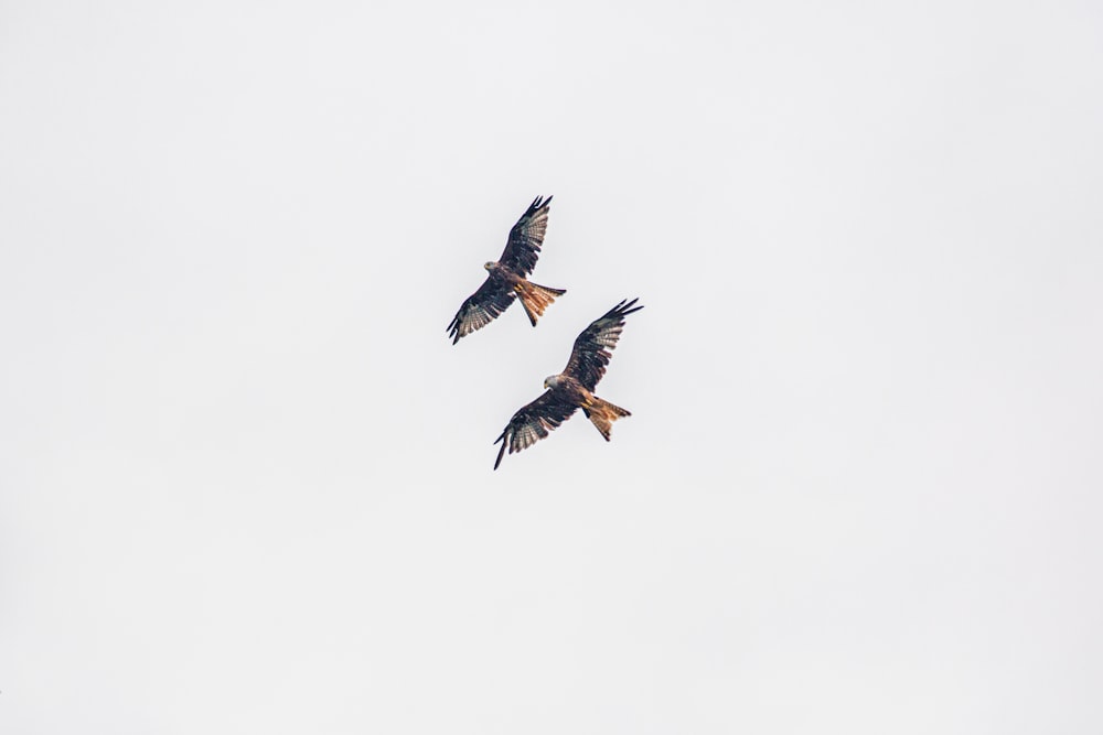 two birds flying in the sky