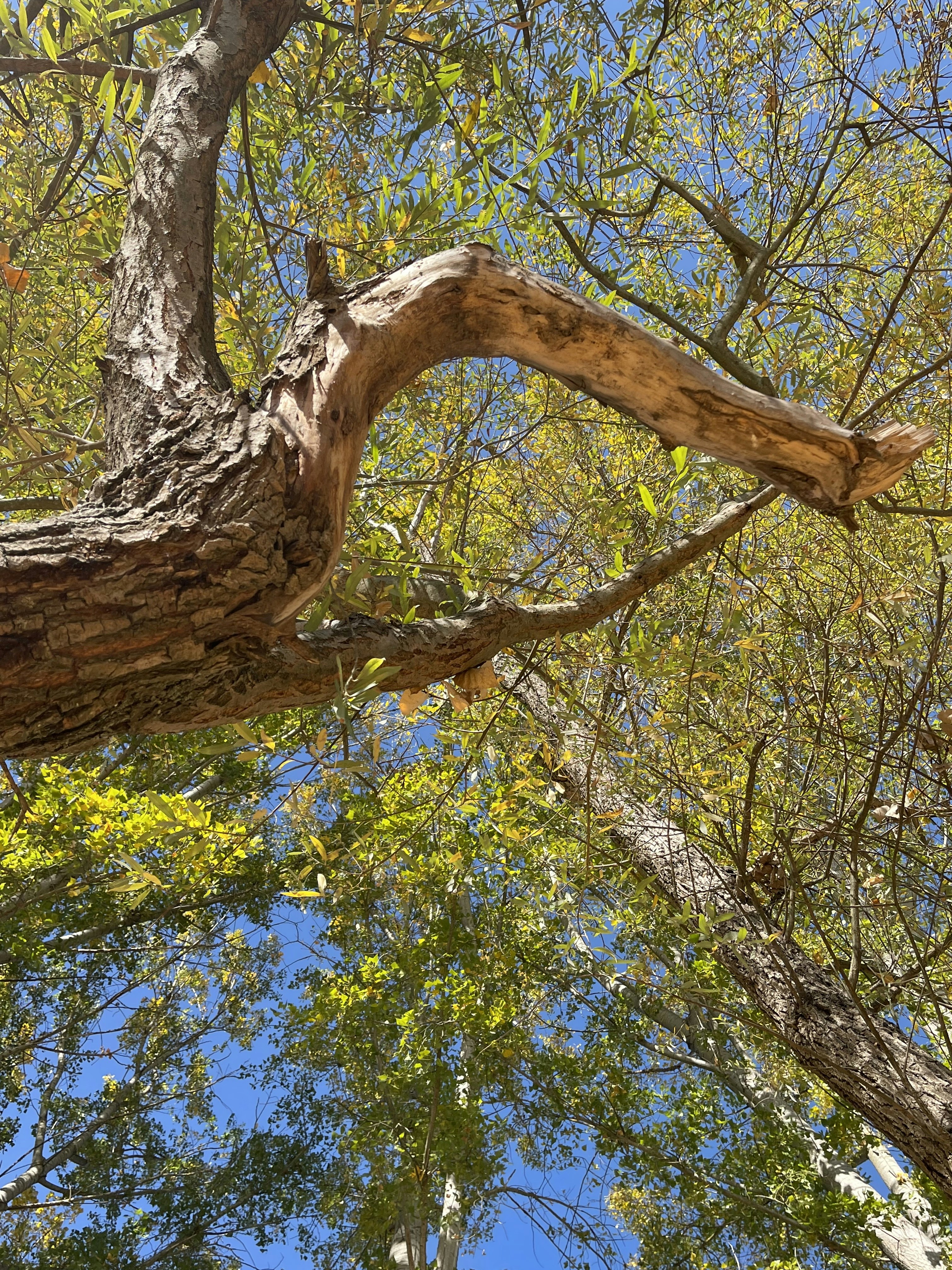 Foto zum Thema Ein baum mit vielen ästen Kostenloses Bild zu Baum auf