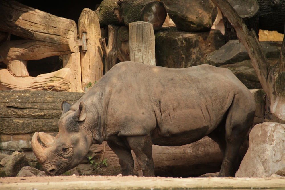 a rhinoceros standing in a zoo exhibit