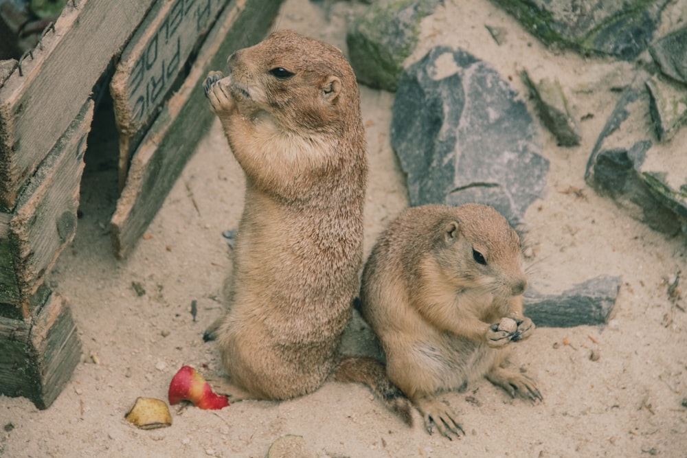 a couple of otters