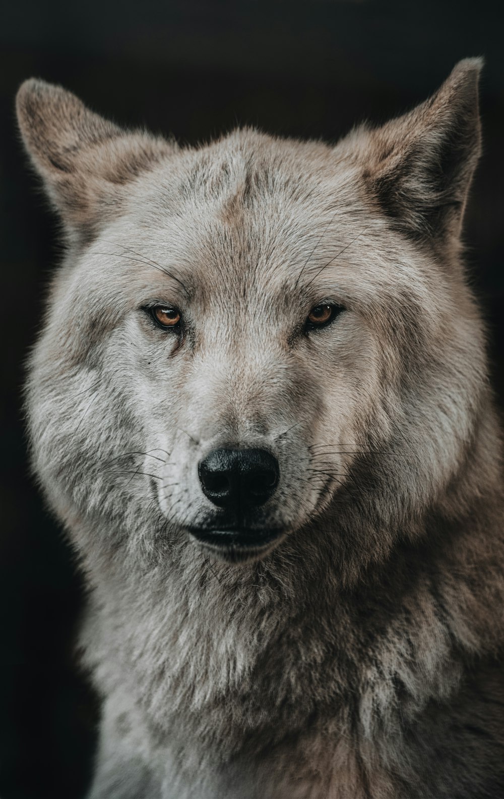 Un lobo mirando a la cámara