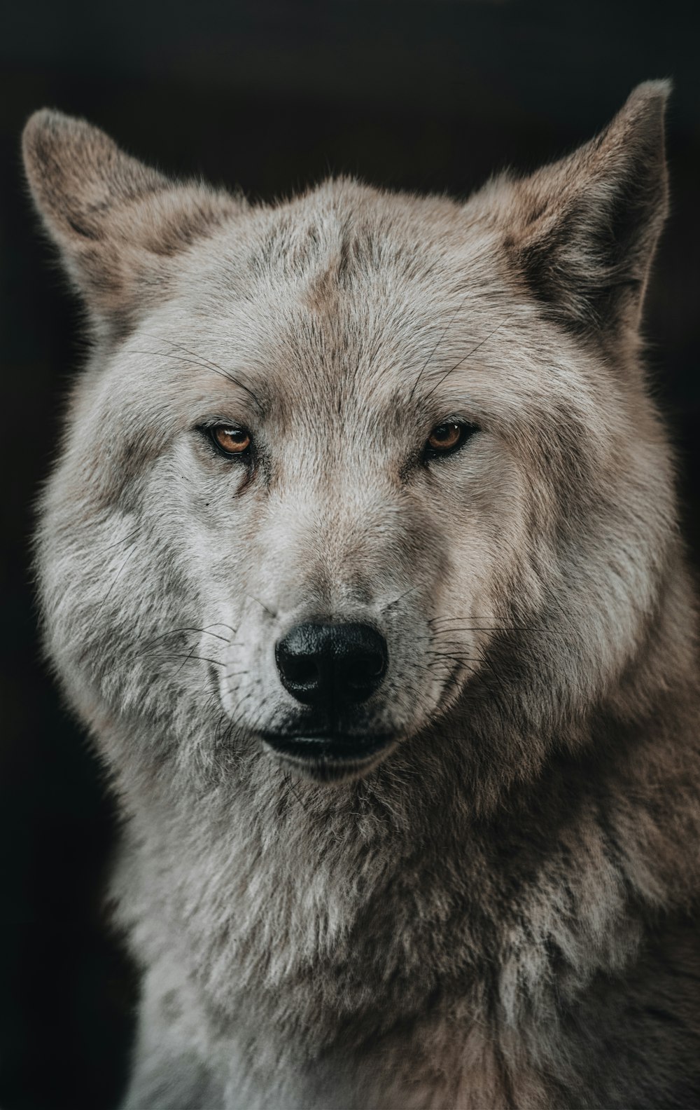 a wolf looking at the camera