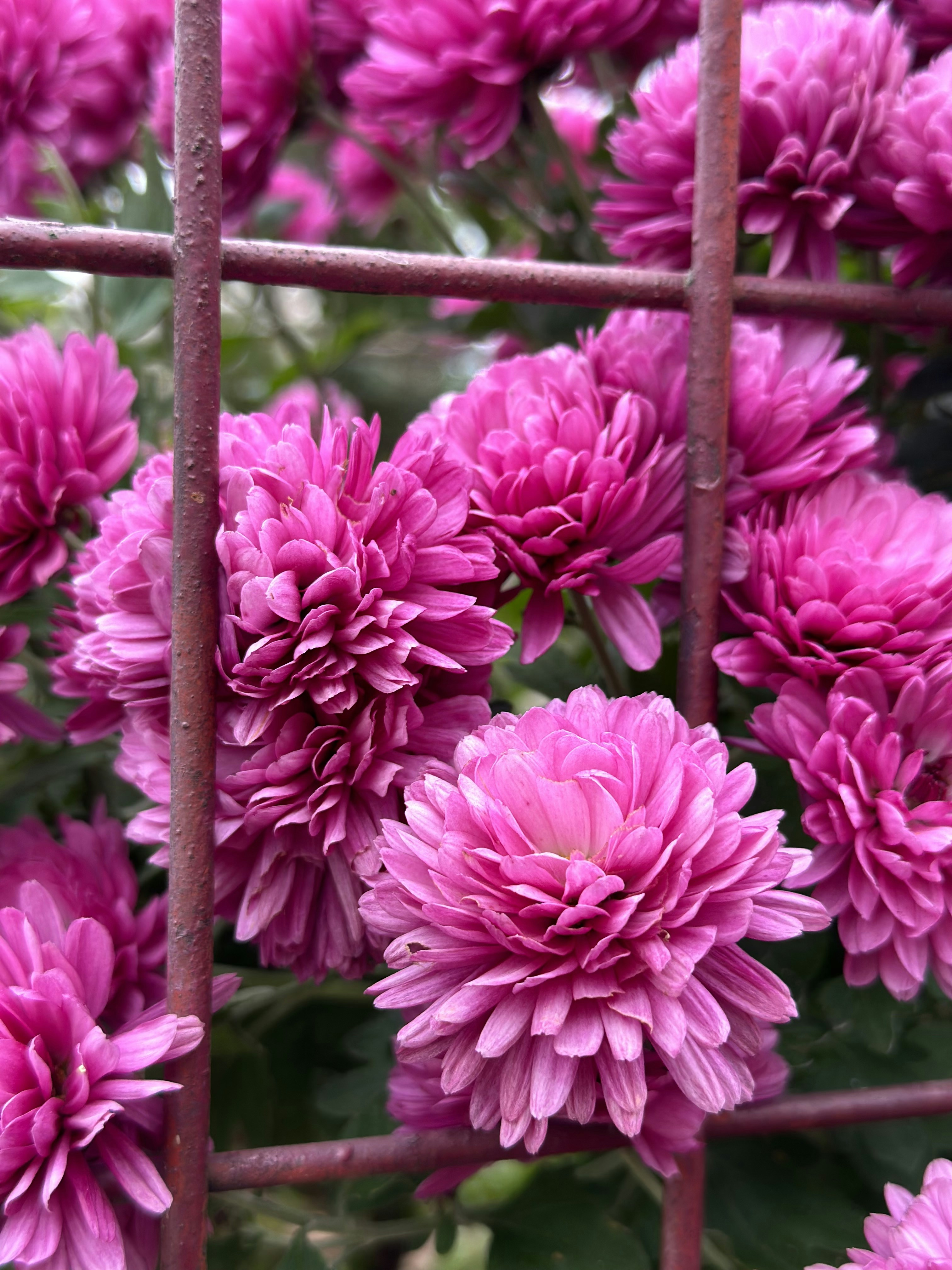 Photo by budauoana231