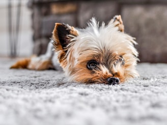 a dog lying in the snow