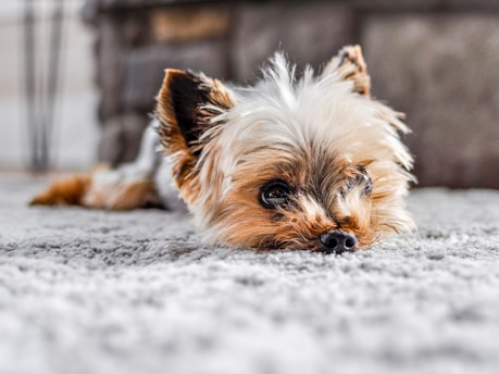 a dog lying in the snow
