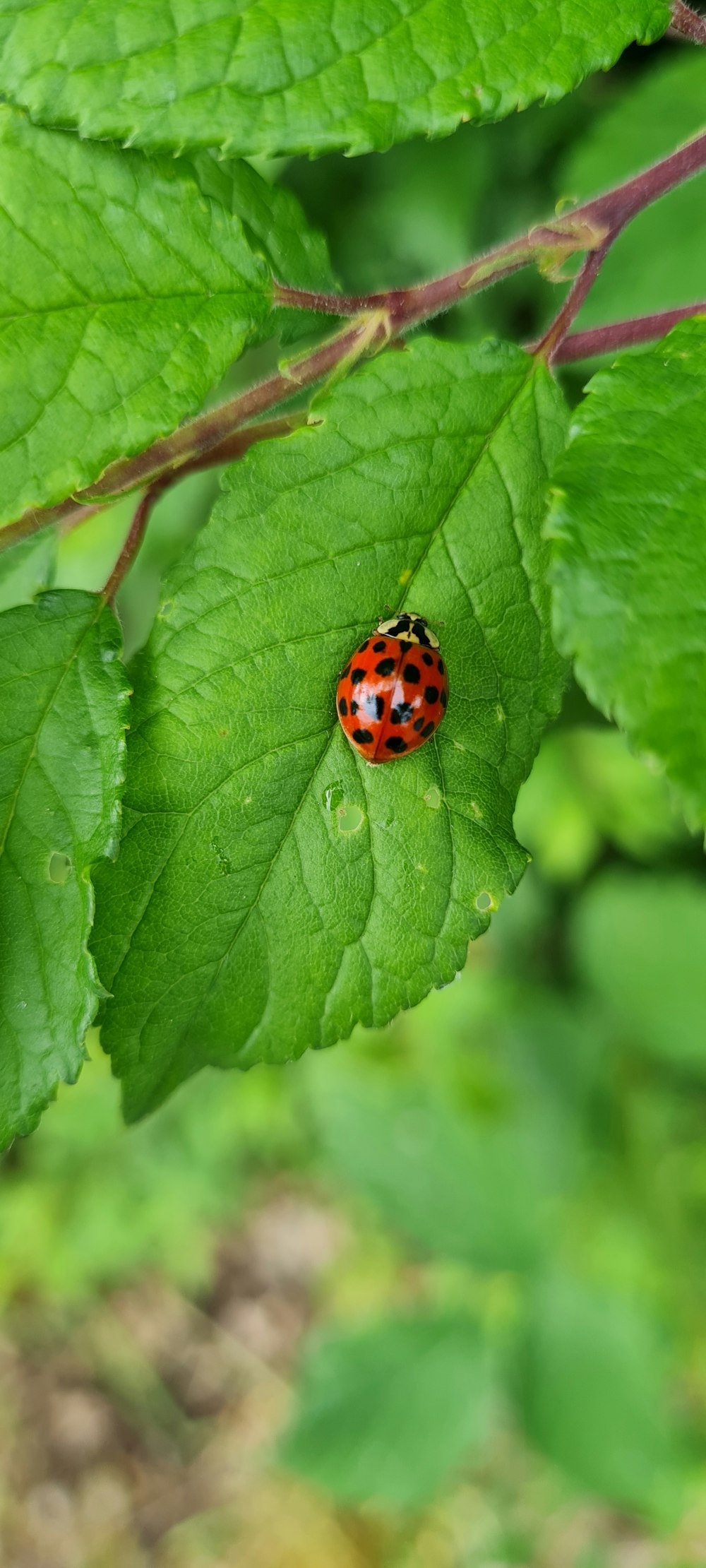 a ladybug on a leaf