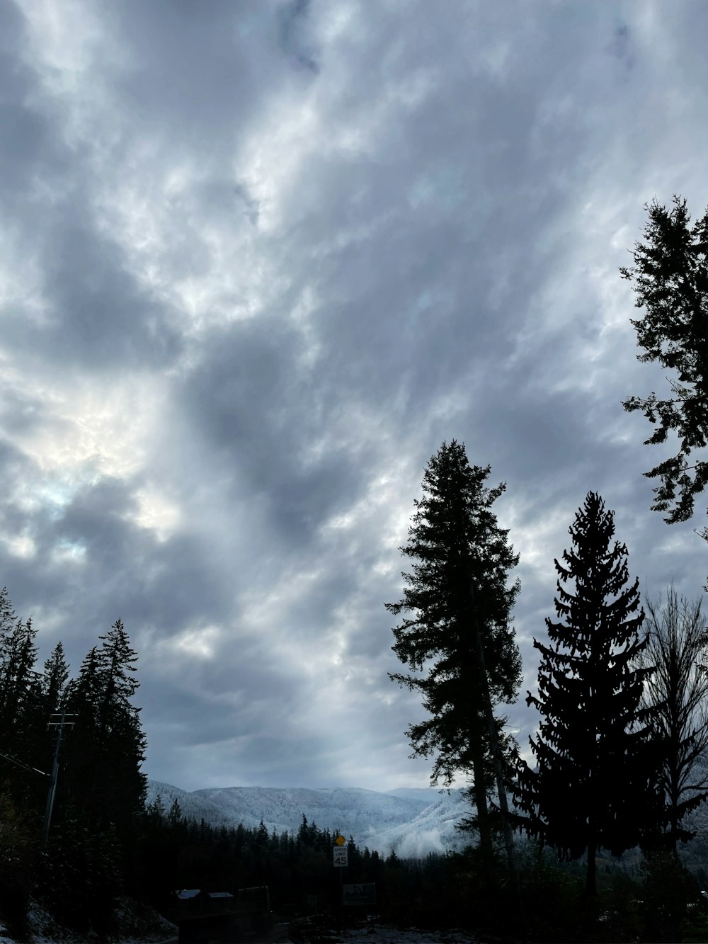 a group of trees with a cloudy sky above