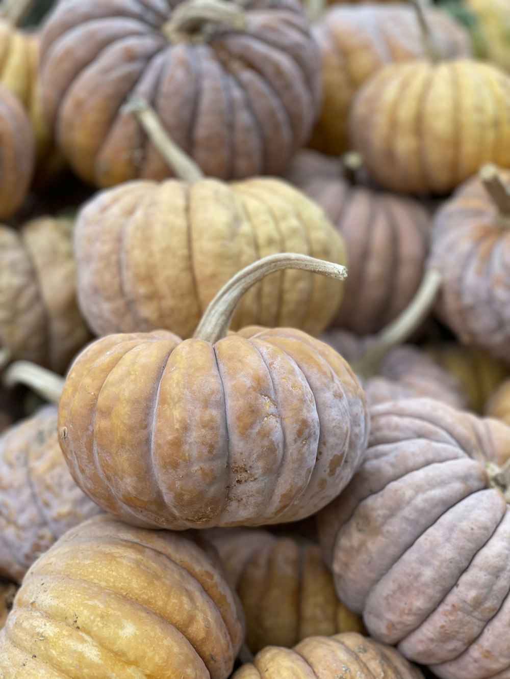 un mucchio di patate