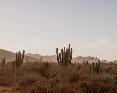 Cardon cactus in the desert outside Todos Santos