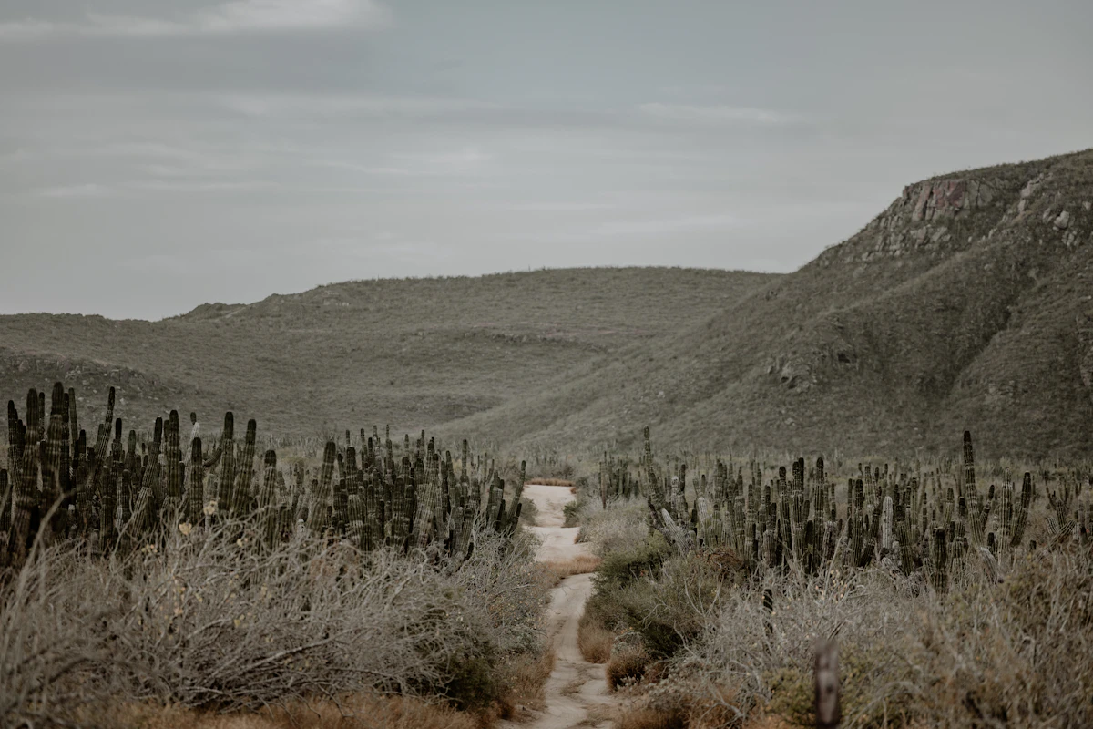 Colonial architecture and art galleries in Todos Santos