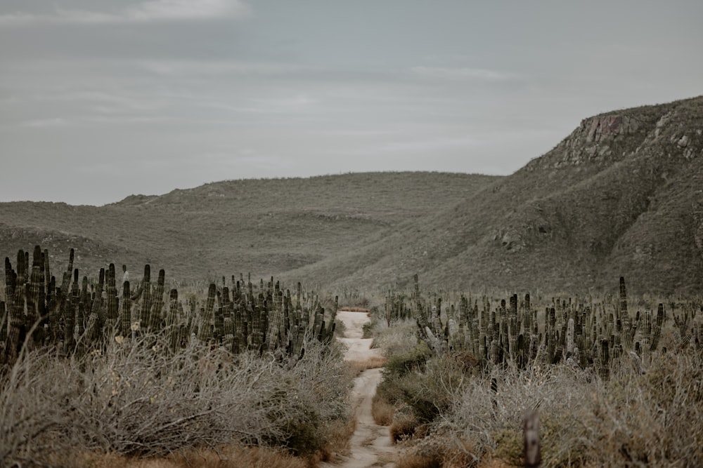 a dirt road in a desert