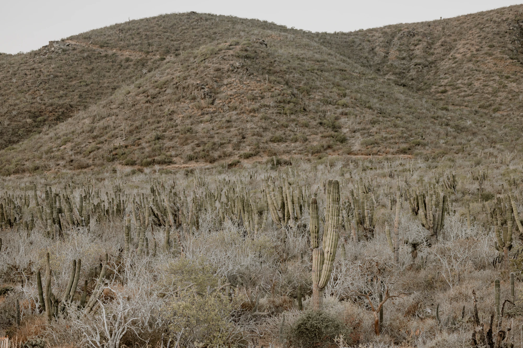Green foothills above El Pescadero, Baja California Sur
