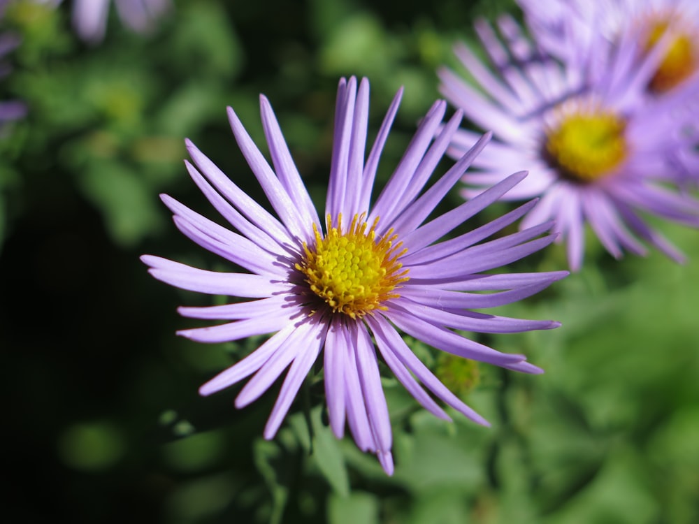 a group of purple flowers