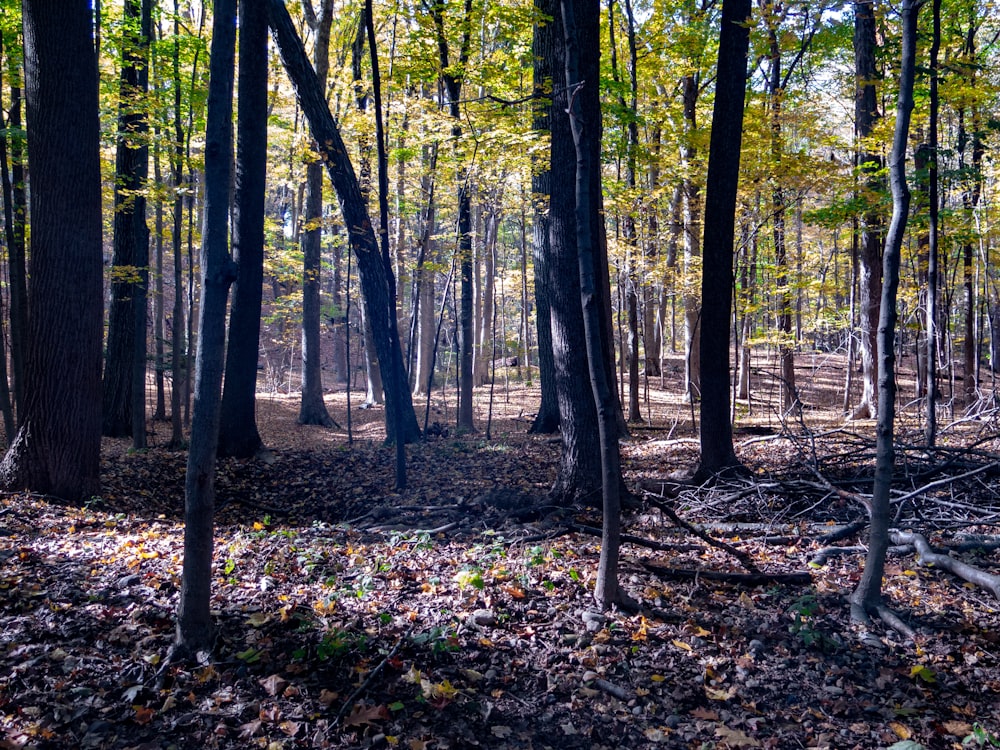 a forest with fallen leaves