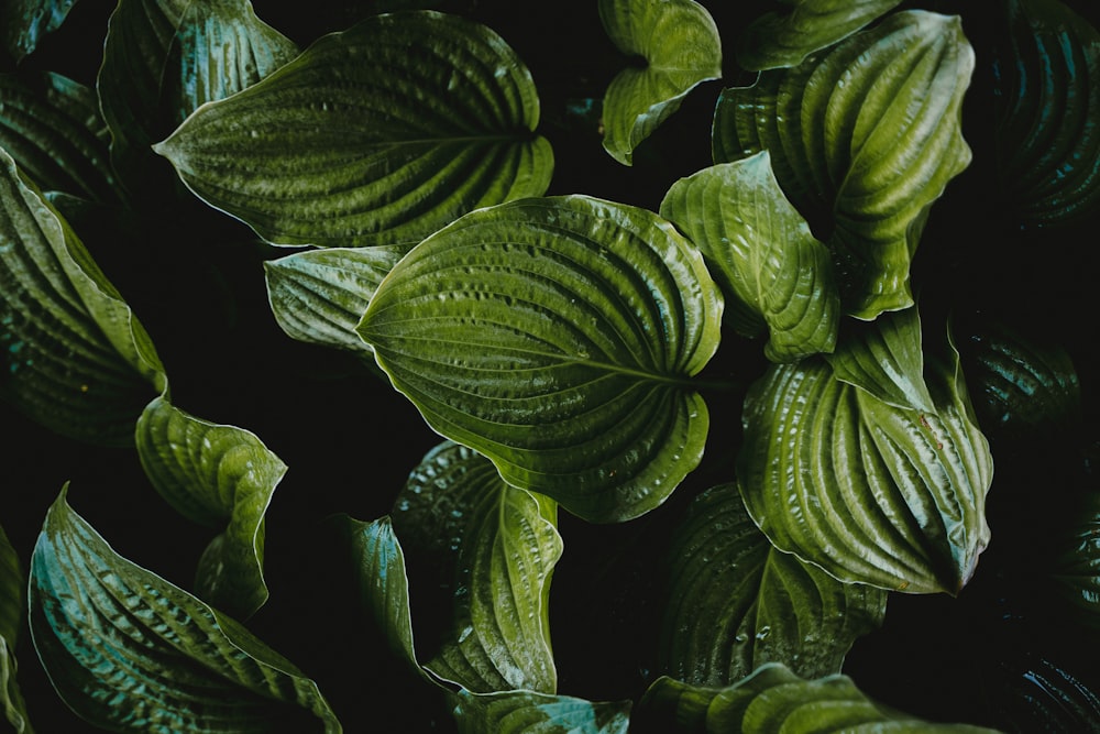 a group of green leaves