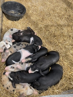 A feeding trough filled with balanced pig feed beside curious young pigs.