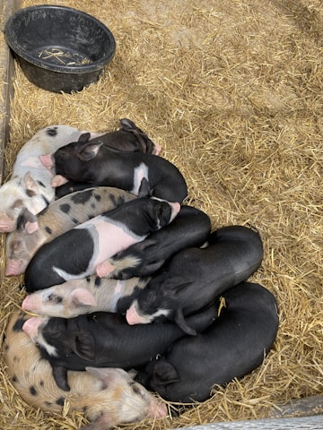 A cheerful group of people gathered around a table, smiling and sharing stories about piggies.