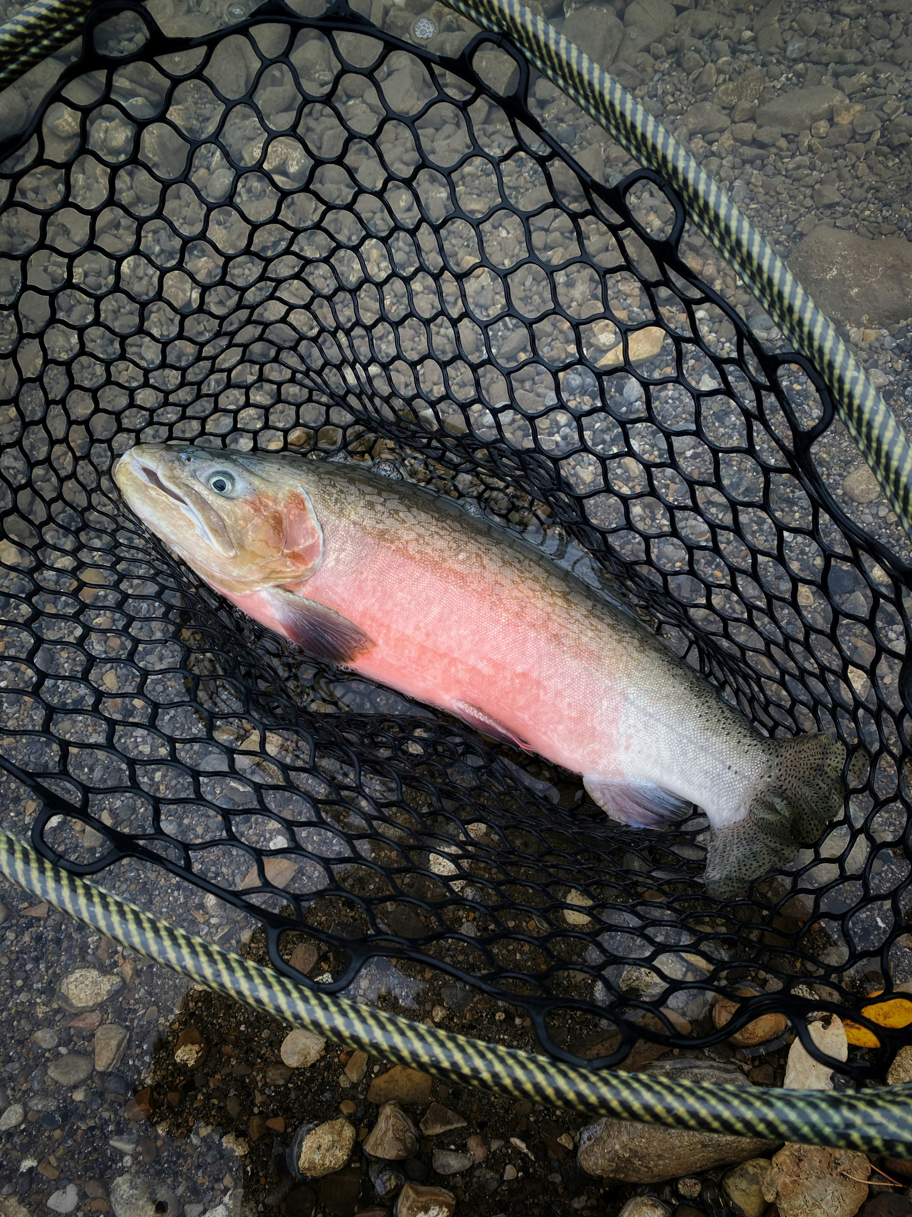 Rainbow trout with vivid pink stripe caught on fly rod