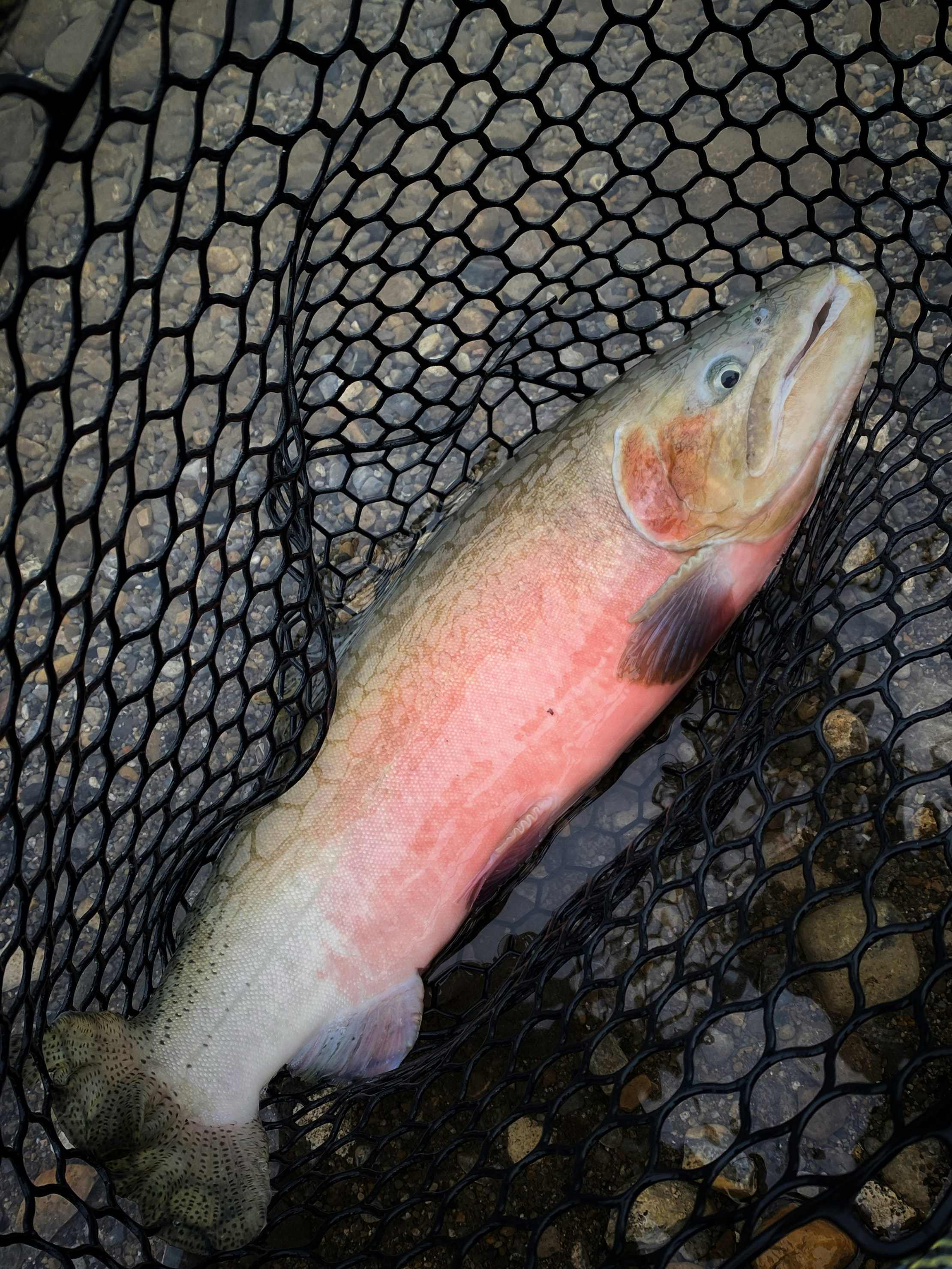Rainbow trout caught on fly rod on the Little Red River