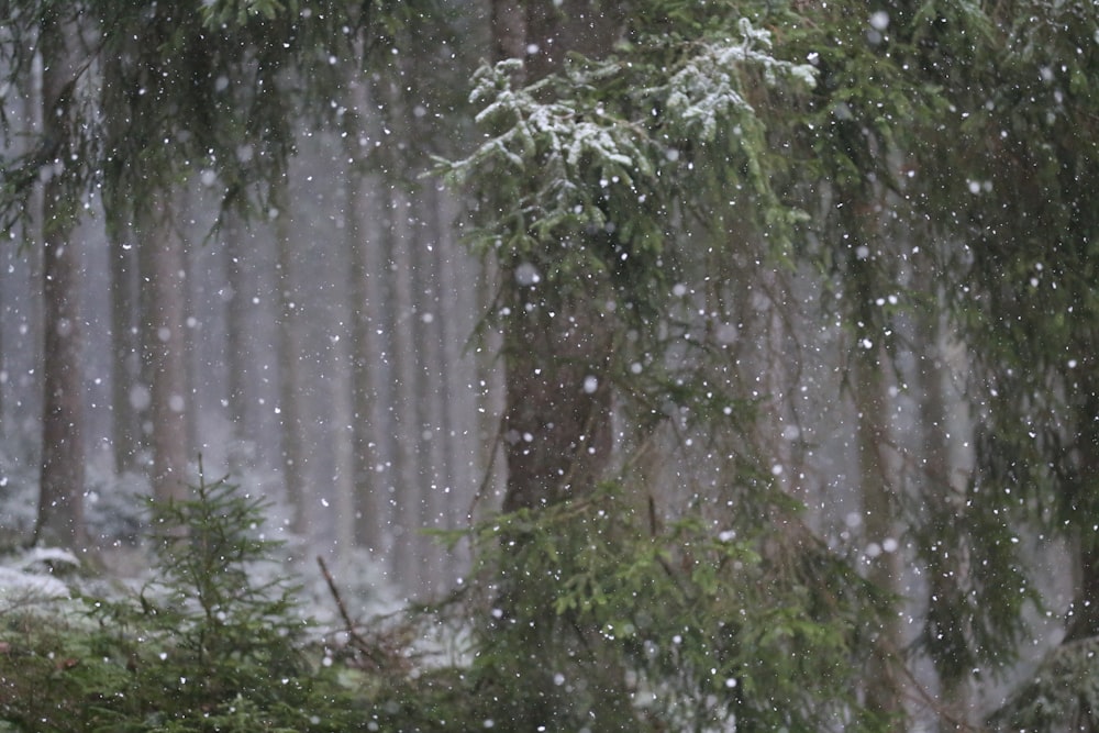 a forest with snow