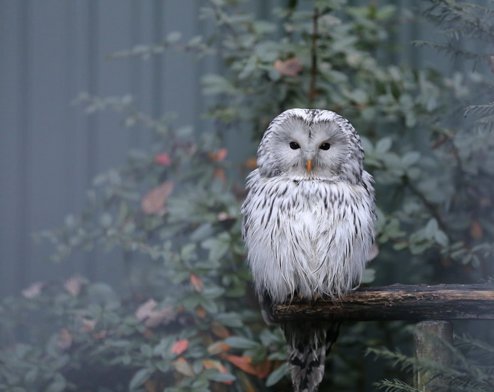 an owl sitting on a branch