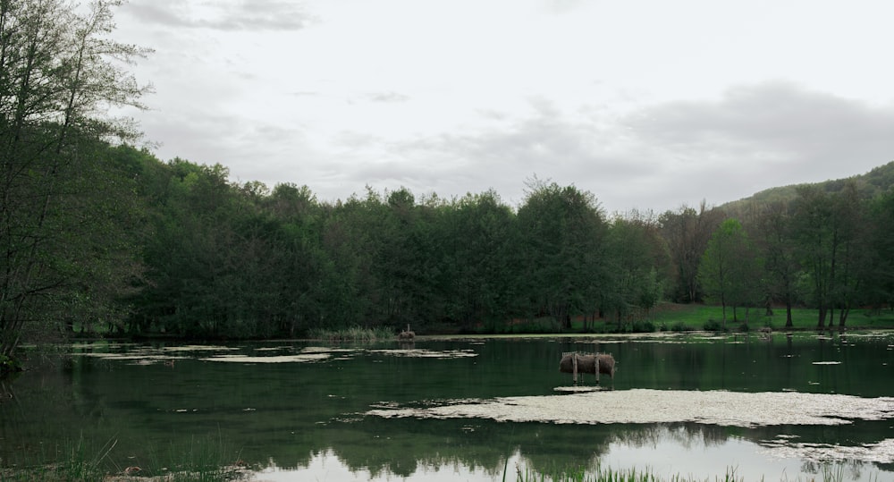 a body of water with trees around it