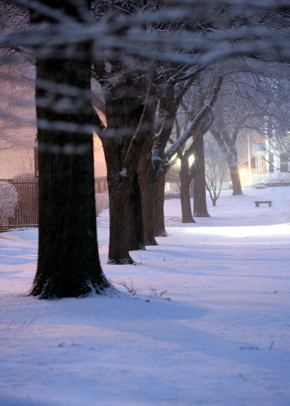 a group of trees in a snowy area