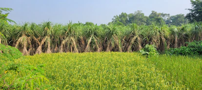 a field of green plants