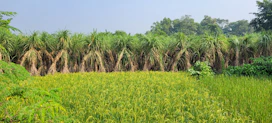 a field of green plants
