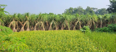 Sugarcane Ganna Farming India — UP Cash Crop Jaggery Ethanol Encyclopedia