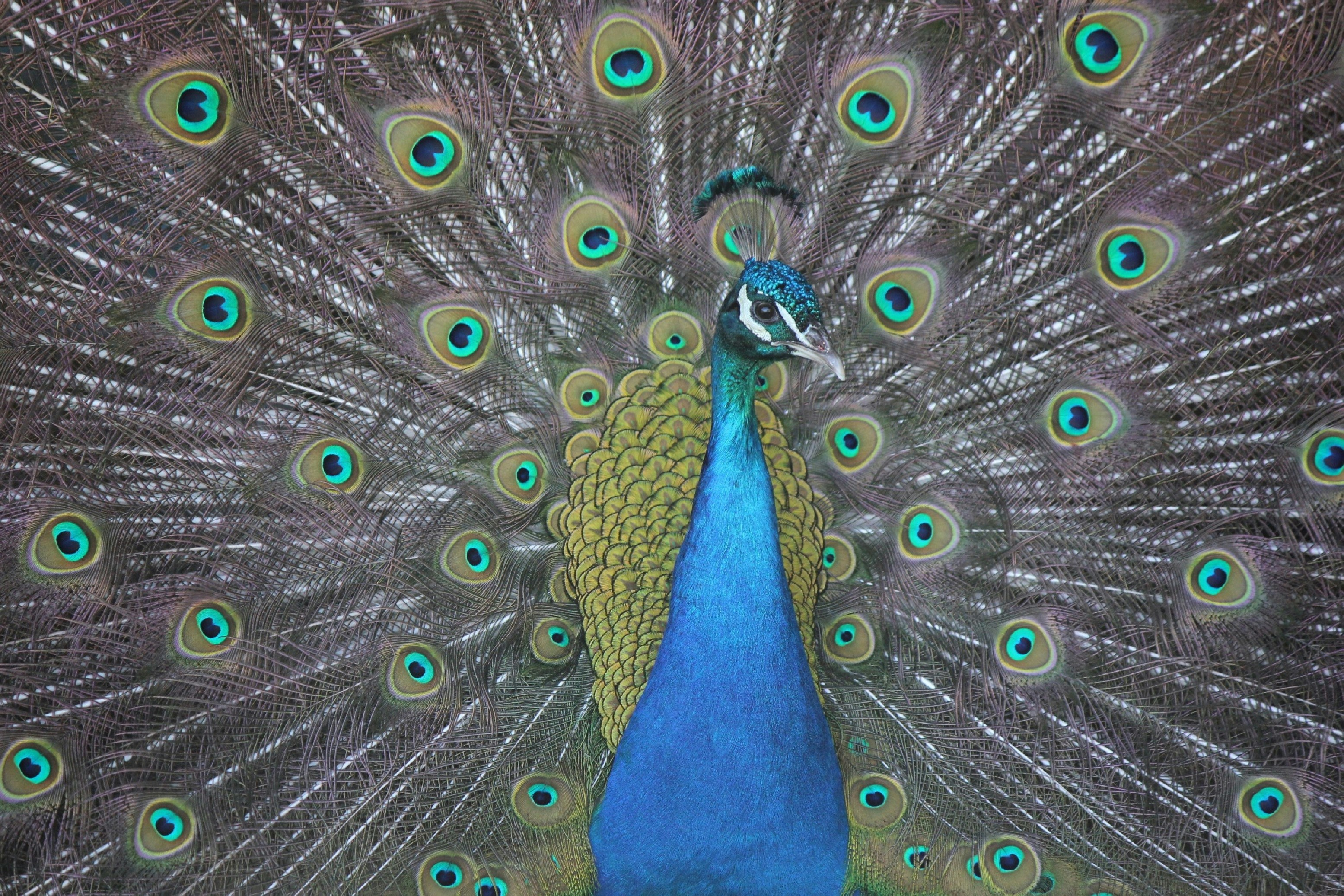 a peacock with its feathers spread